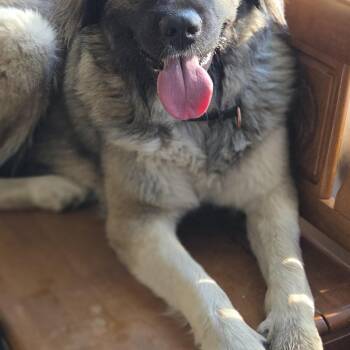 Caucasian Sheepdog Caucasian Ovtcharka and Great Pyrenees Dogs Available for Adoption in Warren, Michigan - Kya | PetCurious