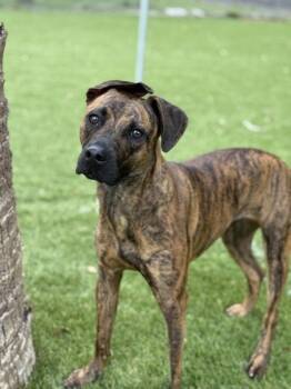 Mixed Breed Dogs Available for Adoption in Daytona Beach, Florida - Winter - 3 | PetCurious