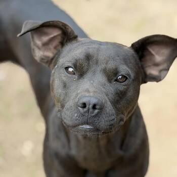 Pit Bull Terrier Dogs Available for Adoption in Wiggins, Mississippi - Delilah | PetCurious