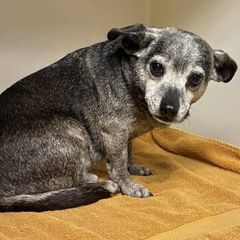 71690 -  Chihuahua Dog for Adoption in Harrisonburg, Virginia - 71690 | PetCurious