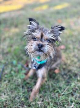 Rescue Yorkshire Terrier and Chihuahua Dogs for Adoption in Aiken, South Carolina - Essie | PetCurious