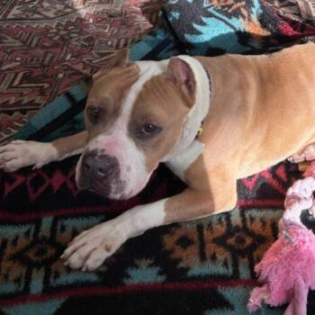 Boxer and Pit Bull Terrier Dogs Available for Adoption - ROCKY | PetCurious