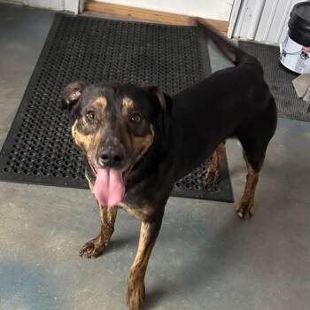 Australian Shepherd Dogs Available for Adoption - Willie | PetCurious