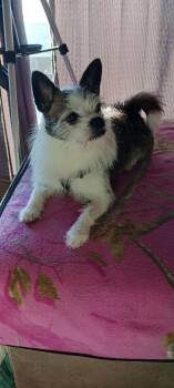 Terrier Dogs Available for Adoption - Little Buddy | PetCurious