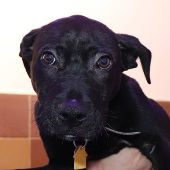 Maverick -  Mixed Breed Dog for Adoption in Port Washington, New York - Maverick | PetCurious