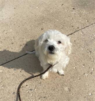NOODLE -  Maltese and Mixed Breed Dog for Adoption in Geneva, Illinois - NOODLE | PetCurious