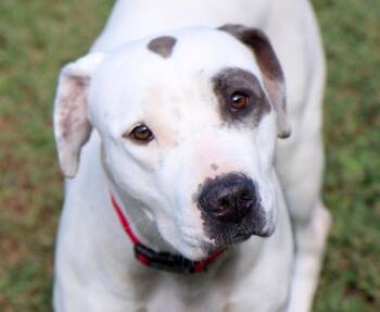 Rescue Labrador Retriever and Mixed Breed Dogs for Adoption in Kansas City, Kansas - Misty (AO38325) | PetCurious