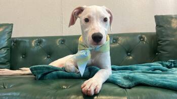 Matcha Honey Latte -  Pit Bull Terrier and Labrador Retriever Dog for Adoption in Friendswood, Texas - Matcha Honey Latte | PetCurious