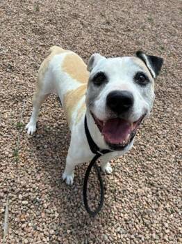 Bruce -  Boxer Dog Available for Adoption in Canon City, Colorado - Bruce | PetCurious