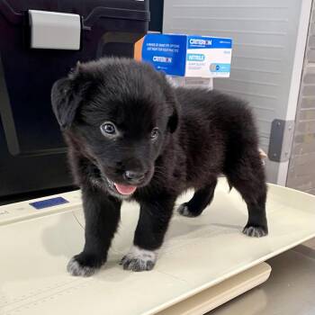 Dobby -  Husky and Australian Cattle Dog Blue Heeler Dog for Adoption in Livingston, Texas - Dobby | PetCurious