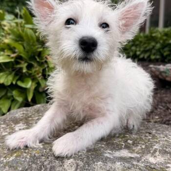 Koda -  West Highland White Terrier Westie Dog for Adoption in North Freedom, Wisconsin - Koda | PetCurious