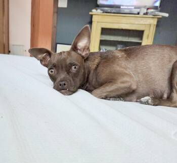 Godiva -  Chihuahua and Pug Dog for Adoption in West Hollywood, California - Godiva | PetCurious