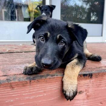 German Shepherd Dog Dogs Available for Adoption - Twix | PetCurious