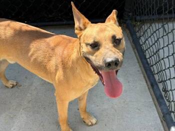 MARCUS -  Pit Bull Terrier and Mixed Breed Dog for Adoption in Tulsa, Oklahoma - MARCUS | PetCurious