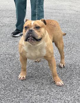 Dozer -  Bulldog Dog for Adoption in Sumter, South Carolina - Dozer | PetCurious