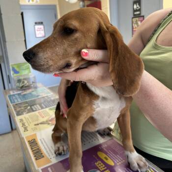 Stray - Buttonwood Lane -  Beagle Dog for Adoption in Roxboro, North Carolina - Stray - Buttonwood Lane | PetCurious