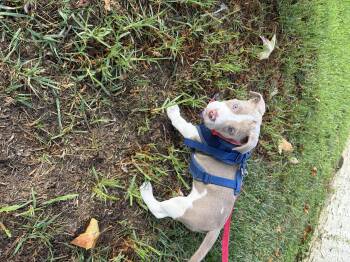 Candace Candy pup blueeyes -  Pit Bull Terrier Dog for Adoption in Hermosa Beach, California - Candace Candy Pup Blueeyes | PetCurious