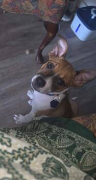 Poky/Buddy -  Jack Russell Terrier and Belgian Shepherd Malinois Dog for Adoption in Cleveland, Oklahoma - Poky/Buddy | PetCurious