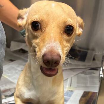 Gotti -  Chihuahua and Mixed Breed Dog for Adoption in Corpus Christi, Texas - Gotti | PetCurious