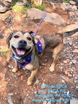 Sage -  Hound and Pit Bull Terrier Dog for Adoption in Pottsville, Pennsylvania - Sage | PetCurious