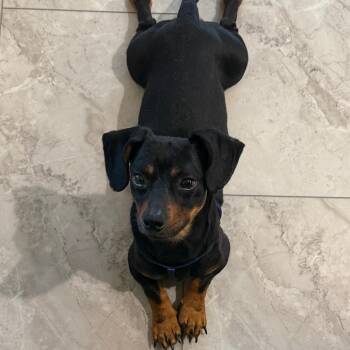 Teeny -  Dachshund and Chihuahua Dog for Adoption in Cincinnati, Ohio - Teeny | PetCurious