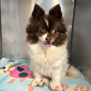Pomeranian Dogs Available for Adoption in Royse City, Texas - Daisy | PetCurious