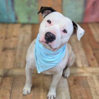 Dinkelberg (Sponsored) -  Pit Bull Terrier and American Bulldog Dog Available for Adoption in East St. Louis, Illinois - Dinkelberg (Sponsored) | PetCurious