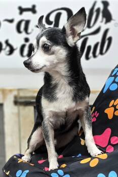 Pedro -  Chihuahua Dog for Adoption in Wheelersburg, Ohio - Pedro | PetCurious