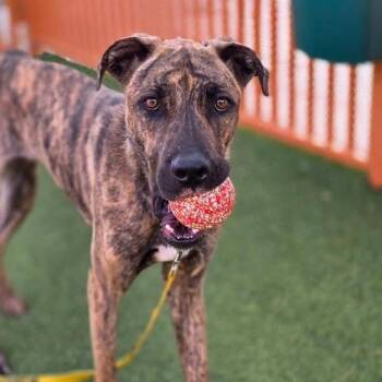Cane Corso and Mixed Breed Dogs Available for Adoption in Las Vegas, Nevada - SCOOB | PetCurious