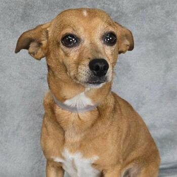FOSTER NEEDED - Impatient -  Chihuahua and Dachshund Dog for Adoption - FOSTER NEEDED - Impatient | PetCurious