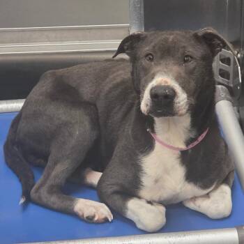 Mixed Breed Dogs Available for Adoption - Dee | PetCurious