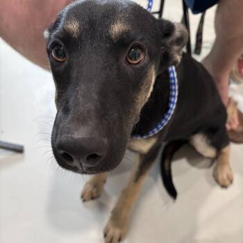 Black Bean -  Shepherd Dog for Adoption in Harlingen, Texas - Black Bean | PetCurious