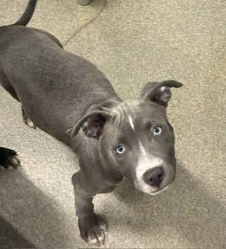 Winnie 2 months AVAILABLE 6/17 -  Labrador Retriever Dog for Adoption in Sterling, Massachusetts - Winnie 2 Months AVAILABLE 6/17 | PetCurious
