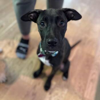 Jack -  Shepherd and Mixed Breed Dog for Adoption in Cedarburg, Wisconsin - Jack | PetCurious