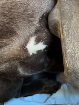 Labrador Retriever Dogs Available for Adoption - Colby | PetCurious