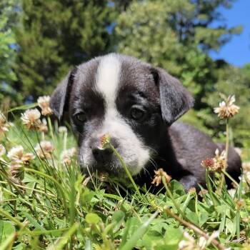 Monza -  Labrador Retriever Dog for Adoption in Wake Forest, North Carolina - Monza | PetCurious