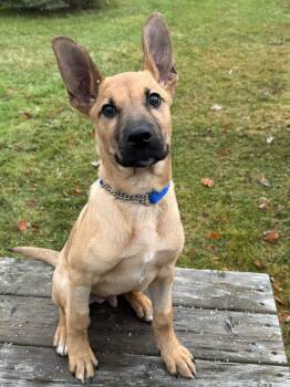 Rescue Shepherd and Mixed Breed Dogs for Adoption in King City, Ontario - Stan | PetCurious