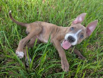 Wiggles aka Ms Twerk -  American Staffordshire Terrier Dog for Adoption in Kirby, Texas - Wiggles Aka Ms Twerk | PetCurious