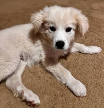 Great Pyrenees Dogs Available for Adoption in Spring Hill, Tennessee - Chevy | PetCurious