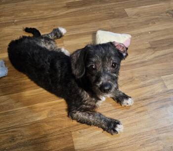 Chiweenie Dogs Available for Adoption in Fairfield, New Jersey - Benjamin | PetCurious