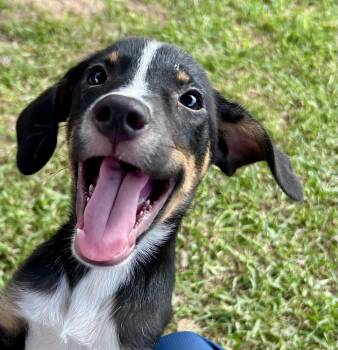 Rescue Mixed Breed and Labrador Retriever Dogs for Adoption in Houston, Texas - Bruno! Happiest Boy! | PetCurious