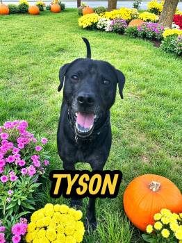 Rescue Labrador Retriever and Chow Chow Dogs for Adoption in Taunton, Massachusetts - Tyson | PetCurious
