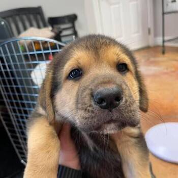 Porkchop -  German Shepherd Dog and Great Pyrenees Dog for Adoption in Bolivar, Missouri - Porkchop | PetCurious