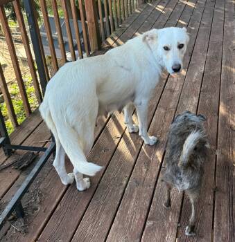 Sasha (F) -  Pyrenean Shepherd and Labrador Retriever Dog for Adoption in Sun Prairie, Wisconsin - Sasha (F) | PetCurious