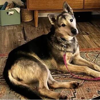 Husky Dogs Available for Adoption - Whitney | PetCurious