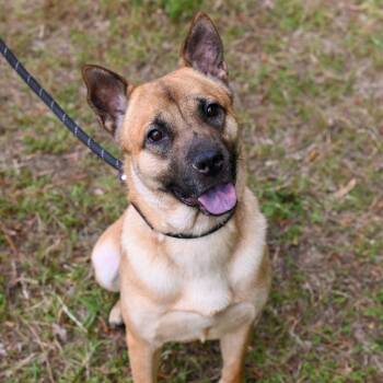 Bailey -  Shiba Inu and Chow Chow Dog for Adoption in Richmond, Virginia - Bailey | PetCurious