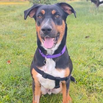 Rescue Hound and Mixed Breed Dogs for Adoption in Ashland, Oregon - Johnny | PetCurious