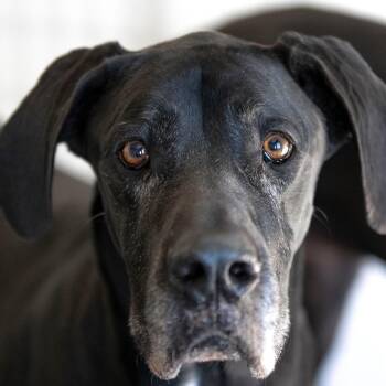 Great Dane Dogs Available for Adoption - Molly (AP26-31) | PetCurious
