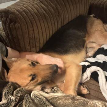 German Shepherd Dog Dogs Available for Adoption in Nashville, Tennessee - Shelly | PetCurious