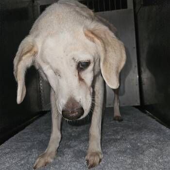 Ike -  Beagle and Mixed Breed Dog for Adoption in Cedar Rapids, Iowa - Ike | PetCurious